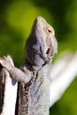 Bearded Dragon Royalty Free Stock Photo