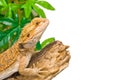 Bearded Dragon Royalty Free Stock Photo