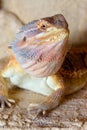 Bearded Dragon