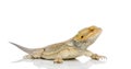 Bearded Dragon Royalty Free Stock Photo