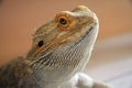 Bearded dragon Royalty Free Stock Photo