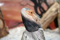 Bearded dragon Royalty Free Stock Photo