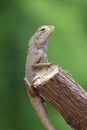 Bearded Dragon Royalty Free Stock Photo