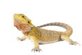 Bearded Dragon Royalty Free Stock Photo