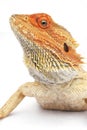 Bearded Dragon Royalty Free Stock Photo