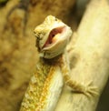 Bearded Dragon Royalty Free Stock Photo