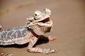 Bearded Dragon Royalty Free Stock Photo