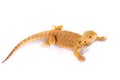 Bearded Dragon Agama Lizard