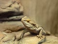 Bearded dragon agama lizard Royalty Free Stock Photo