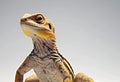 Bearded dragon, Agama lizard, close-up on a white background Royalty Free Stock Photo