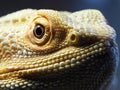 Bearded dragon agama lizard head closeup Royalty Free Stock Photo