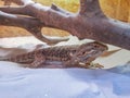 Bearded dragon agama, Pogona vitticeps lizard in terrarium Royalty Free Stock Photo