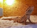 Bearded dragon agama, Pogona vitticeps lizard in terrarium Royalty Free Stock Photo