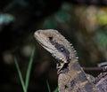 Bearded dragon alert in chinese garden sydney n.s.w. australia Royalty Free Stock Photo