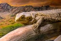 Bearded dragon relaxing on a log at sunset Royalty Free Stock Photo