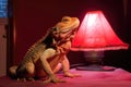 bearded dragon basking under a heat lamp Royalty Free Stock Photo