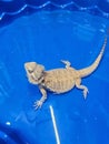 Bearded dragon bath time in kiddy pool