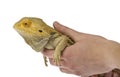 Bearded dragon being held isolated Royalty Free Stock Photo