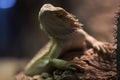 Bearded dragon on blurred background. Iguana rests on wooden branch