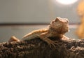 A bearded dragon Royalty Free Stock Photo