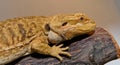 Bearded Dragon: A Close-Up Look at This Amazing Lizard Royalty Free Stock Photo