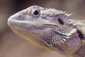 Bearded dragon closeup ful head Royalty Free Stock Photo