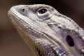Bearded dragon closeup head watching up Royalty Free Stock Photo