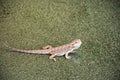This is a side view of a bearded dragon Royalty Free Stock Photo