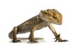 Bearded dragon and cricket, isolated Royalty Free Stock Photo