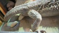 Bearded dragon deposing eggs