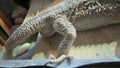 Bearded dragon deposing eggs