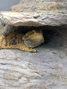 Bearded Dragon on faux rock structure Royalty Free Stock Photo