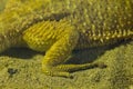 Bearded dragon in the zoo Royalty Free Stock Photo