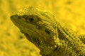 Bearded dragon in the zoo Royalty Free Stock Photo