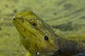 Bearded dragon in the zoo Royalty Free Stock Photo