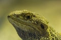 Bearded dragon in the zoo Royalty Free Stock Photo