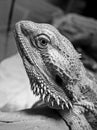 Bearded Dragon gaze