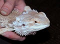 Bearded Dragon in hand Royalty Free Stock Photo