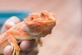 Bearded Dragon on hand