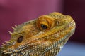 Bearded dragon head on blurred background. Pogona vitticeps