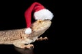 Bearded Dragon isolated on black wearing holiday Christmas Santa Hat looking at camera Royalty Free Stock Photo