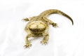 Bearded Dragon on Isolated White