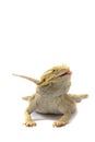 Bearded Dragon isolated on White Royalty Free Stock Photo