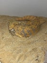 Bearded Dragon laying on sand