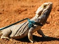 A Bearded Dragon on a leash