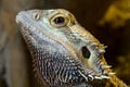 Bearded Dragon Lizard Royalty Free Stock Photo