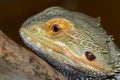Bearded Dragon Lizard Royalty Free Stock Photo