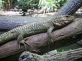 Bearded dragon Lizard also known as Pogona reptile