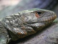 Bearded dragon Lizard also known as Pogona reptile