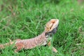 Bearded dragon lizard behind the grass Royalty Free Stock Photo